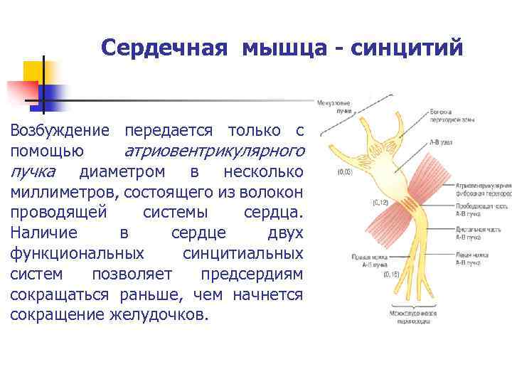 Сердечная мышца - синцитий Возбуждение передается только с помощью атриовентрикулярного пучка диаметром в несколько
