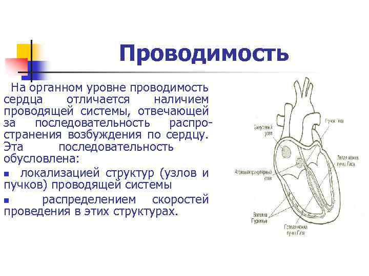 Проводимость сердца схема