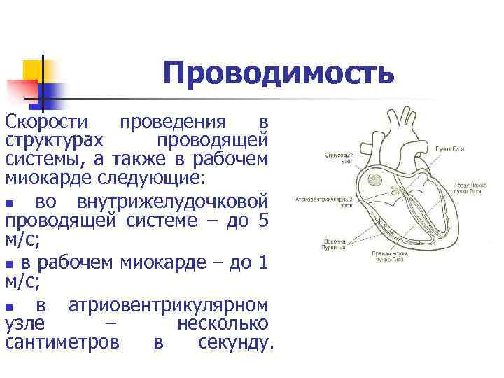 Синусно предсердный узел находится