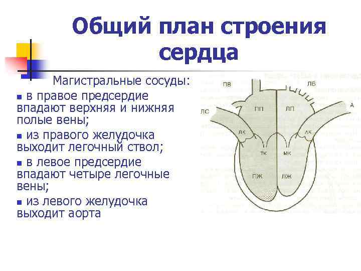 Тест строение сердца