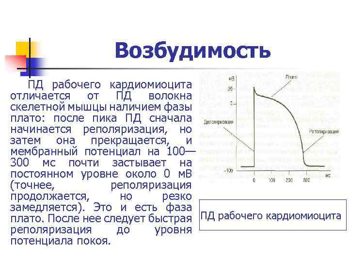 Потенциал покоя кардиомиоцитов