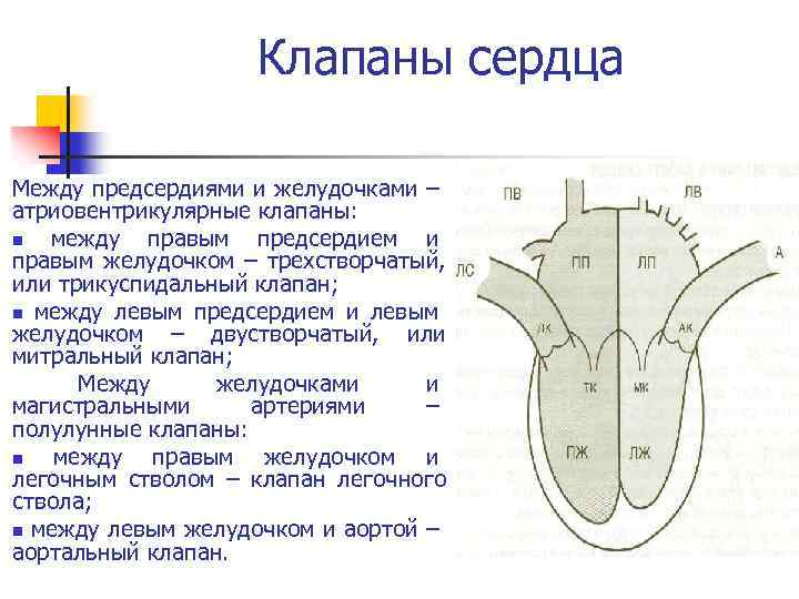 Рисунок клапанный аппарат сердца