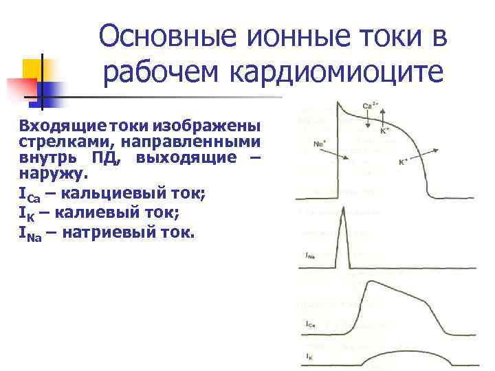 Основные ионные токи в рабочем кардиомиоците Входящие токи изображены стрелками, направленными внутрь ПД, выходящие