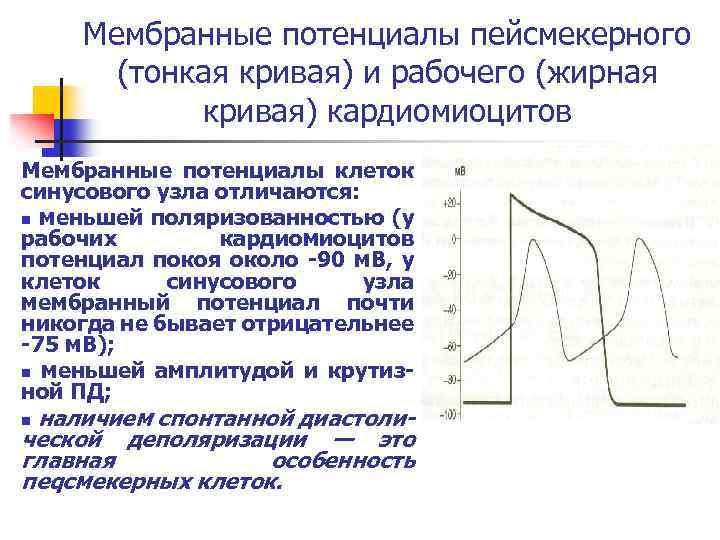 Пд пейсмекерной клетки