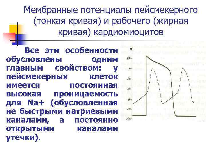 Мембранные потенциалы пейсмекерного (тонкая кривая) и рабочего (жирная кривая) кардиомиоцитов Все эти особенности обусловлены