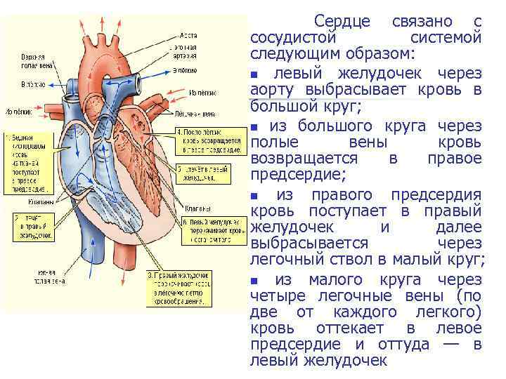 Строение сердца егэ биология рисунок
