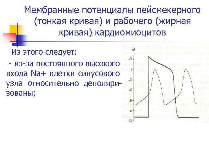 Мембранные потенциалы пейсмекерного (тонкая кривая) и рабочего (жирная кривая) кардиомиоцитов Из этого следует: из