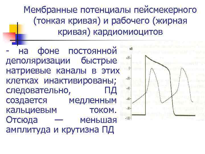 Мембранные потенциалы пейсмекерного (тонкая кривая) и рабочего (жирная кривая) кардиомиоцитов на фоне постоянной деполяризации