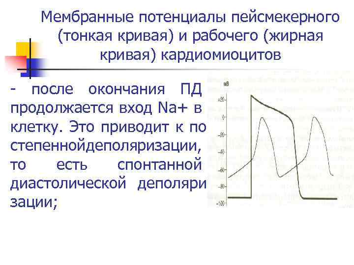 Мембранные потенциалы пейсмекерного (тонкая кривая) и рабочего (жирная кривая) кардиомиоцитов после окончания ПД продолжается
