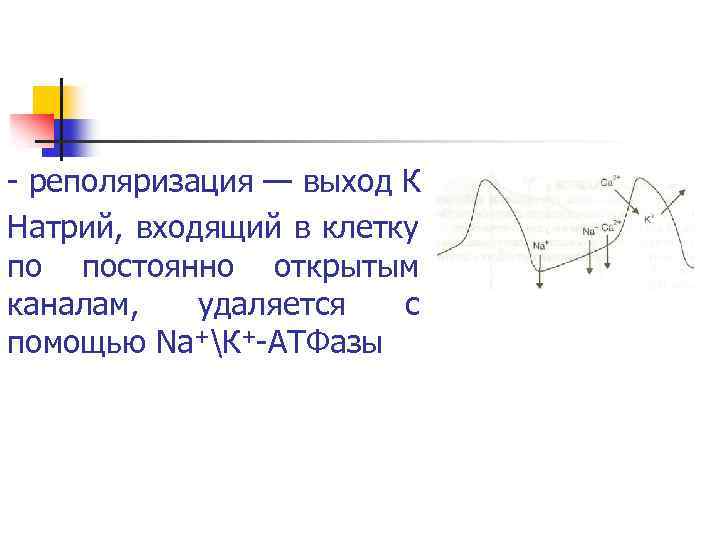  реполяризация — выход К Натрий, входящий в клетку по постоянно открытым каналам, удаляется