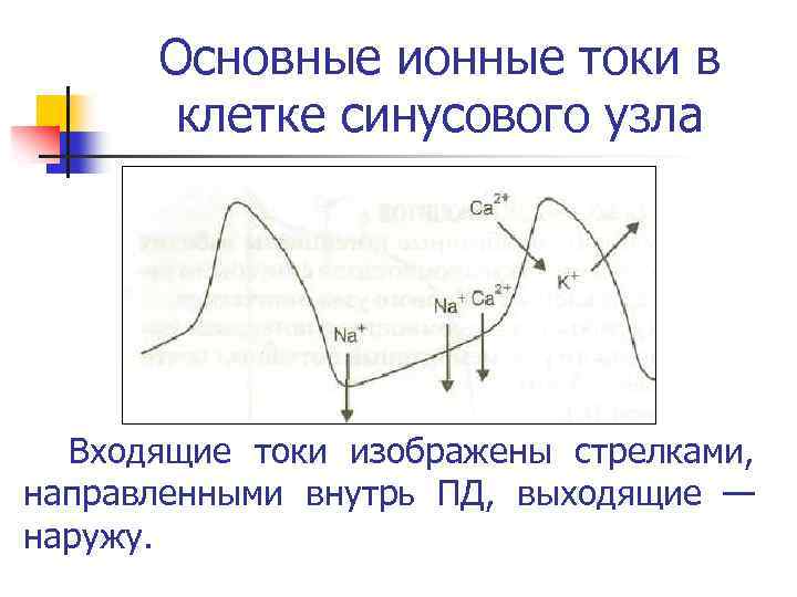 Основные ионные токи в клетке синусового узла Входящие токи изображены стрелками, направленными внутрь ПД,