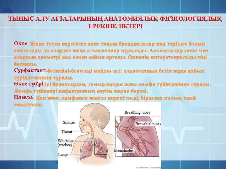 ТЫНЫС АЛУ АҒЗАЛАРЫНЫҢ АНАТОМИЯЛЫҚ-ФИЗИОЛОГИЯЛЫҚ ЕРЕКШЕЛІКТЕРІ Өкпе. Жаңа туған нәрестеде өкпе толық бронхиолалар қап тәріздес