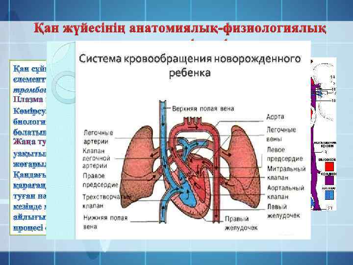 Қан жүйесінің анатомиялық-физиологиялық ерекшеліктері Плазма қ Жаңа туылған нәресте қаны. 