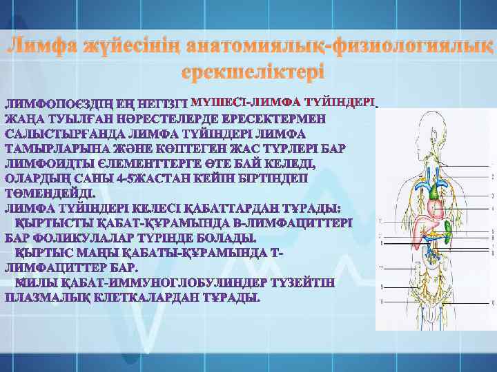 Лимфа жүйесінің анатомиялық-физиологиялық ерекшеліктері МҮШЕСІ-ЛИМФА ТҮЙІНДЕРІ 