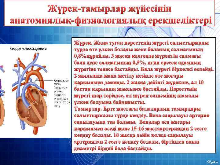 Жүрек-тамырлар жүйесінің анатомиялық-физиологиялық ерекшеліктері Жүрек. Жаңа туған нәрестенің жүрегі салыстырмалы түрде өте үлкен болады