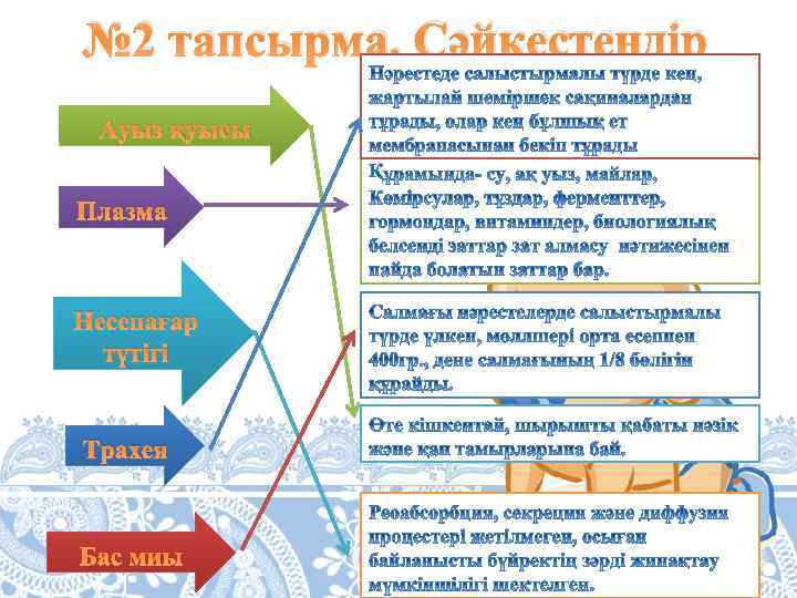 № 2 тапсырма. Сәйкестендір Ауыз қуысы Қ Плазма Несепағар түтігі Трахея Бас миы 