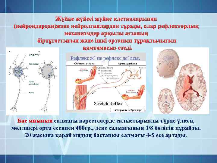 Жүйке жүйесі презентация