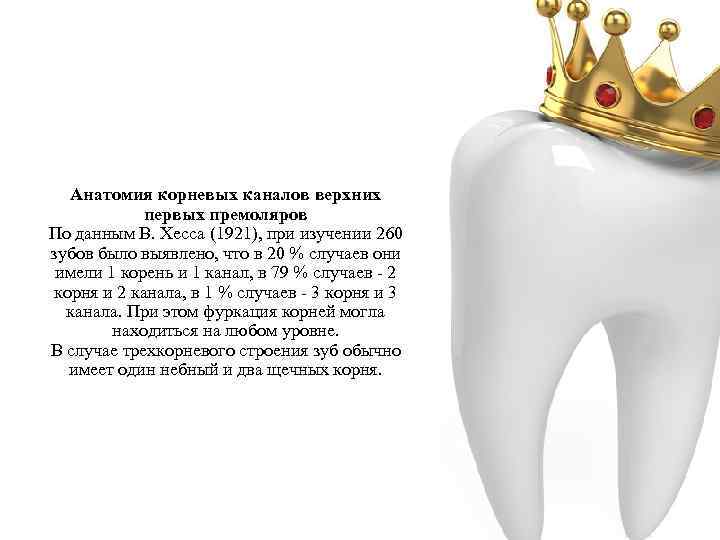 Анатомия корневых каналов верхних первых премоляров По данным В. Хесса (1921), при изучении 260