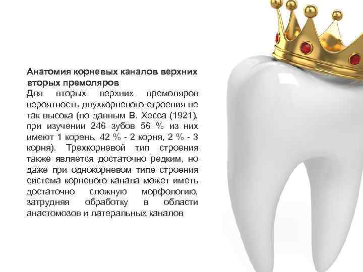 Анатомия корневых каналов верхних вторых премоляров Для вторых верхних премоляров вероятность двухкорневого строения не