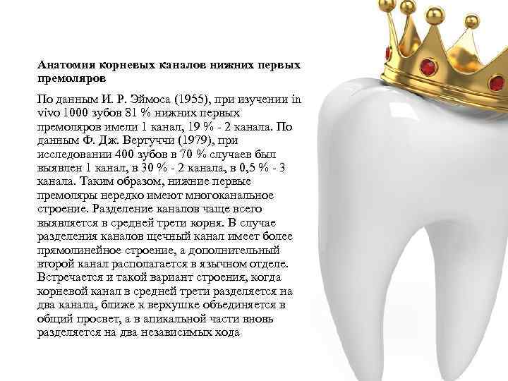 Анатомия корневых каналов нижних первых премоляров По данным И. Р. Эймоса (1955), при изучении