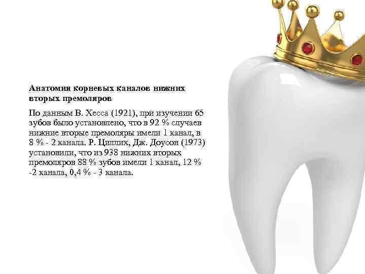 Анатомия корневых каналов нижних вторых премоляров По данным В. Хесса (1921), при изучении 65