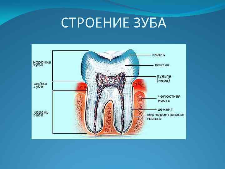 Строение зуба картинка для детей