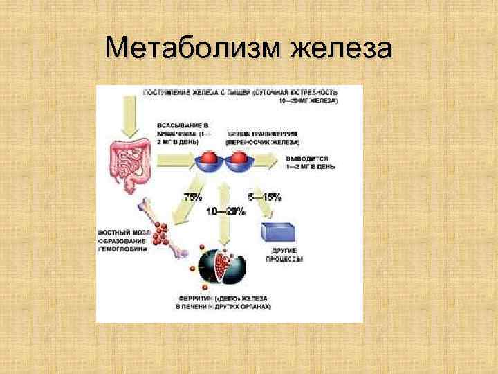 Метаболизм железа 