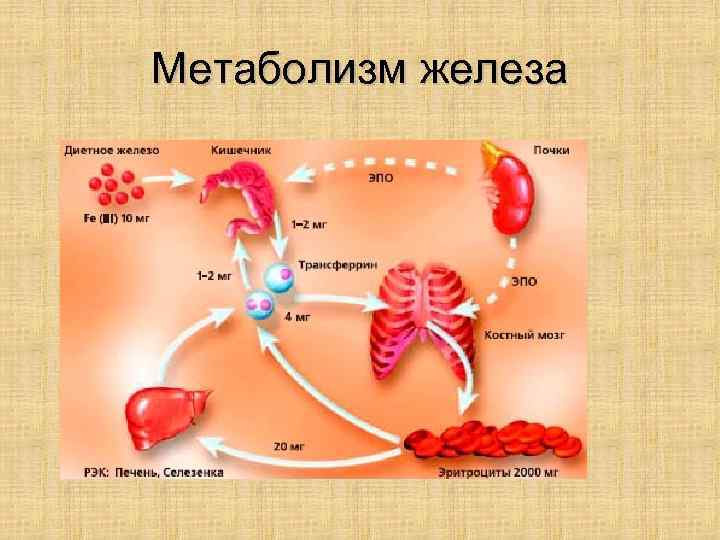 Обмен железа в печени. Метаболизм железа. Нормальный обмен железа. Транспорт железа в организме.