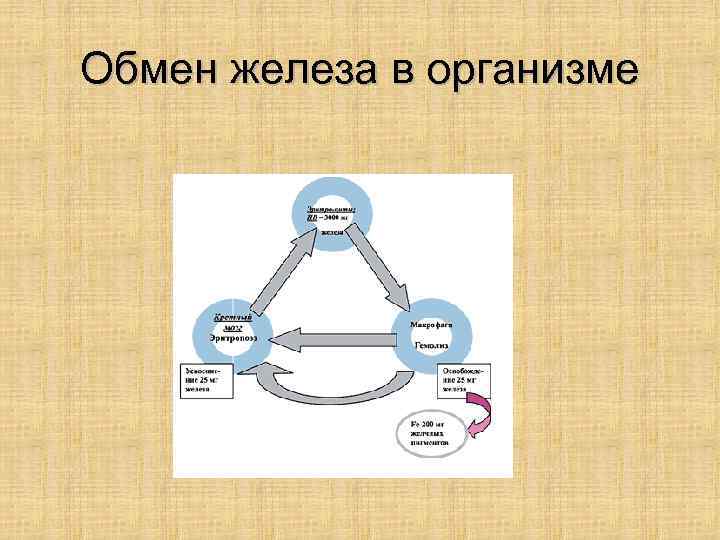 Железа обмена веществ. Железо участвует в обмене веществ. Обмен меди и железо. Обмен железа и меди в организме. Железо участвует в водном обмене.