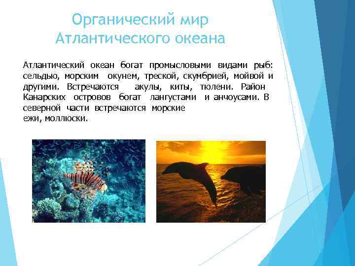 Органический мир Атлантического океана Атлантический океан богат промысловыми видами рыб: сельдью, морским окунем, треской,