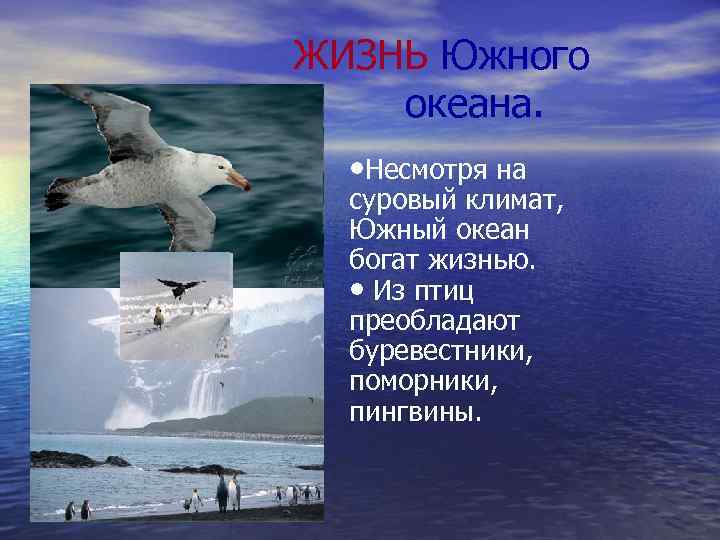 ЖИЗНЬ Южного океана. • Несмотря на суровый климат, Южный океан богат жизнью. • Из