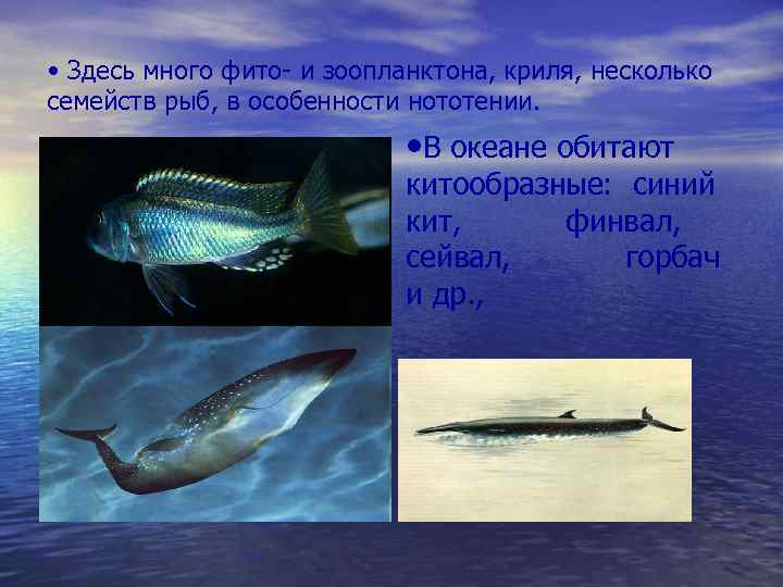  • Здесь много фито- и зоопланктона, криля, несколько семейств рыб, в особенности нототении.