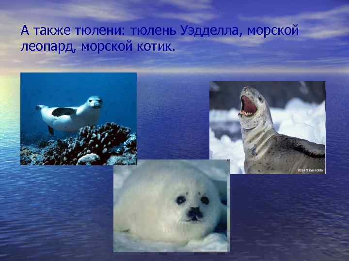 А также тюлени: тюлень Уэдделла, морской леопард, морской котик. 