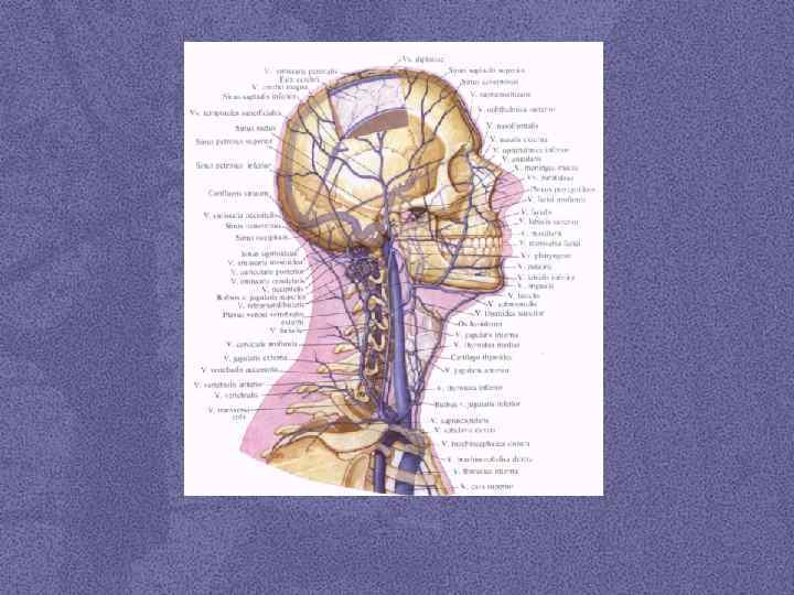 Артерии головы и шеи презентация