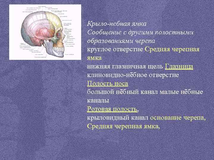 Крыло-небная ямка Сообщение с другими полостными образованиями черепа круглое отверстие Средняя черепная ямка нижняя
