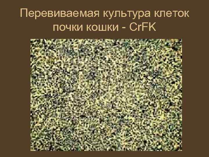 Перевиваемая культура клеток почки кошки - Cr. FK 