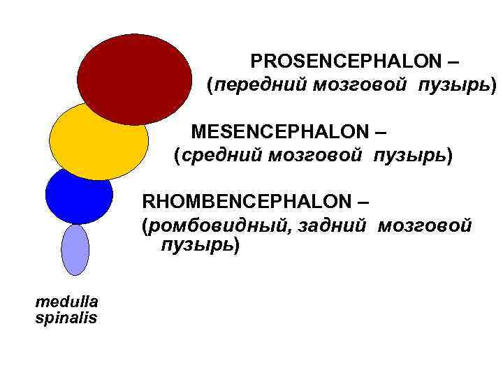 PROSENCEPHALON – (передний мозговой пузырь) MESENCEPHALON – (средний мозговой пузырь) RHOMBENCEPHALON – (ромбовидный, задний