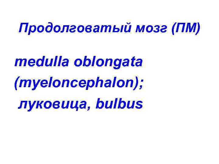 Продолговатый мозг (ПМ) medulla oblongata (myeloncephalon); луковица, bulbus 