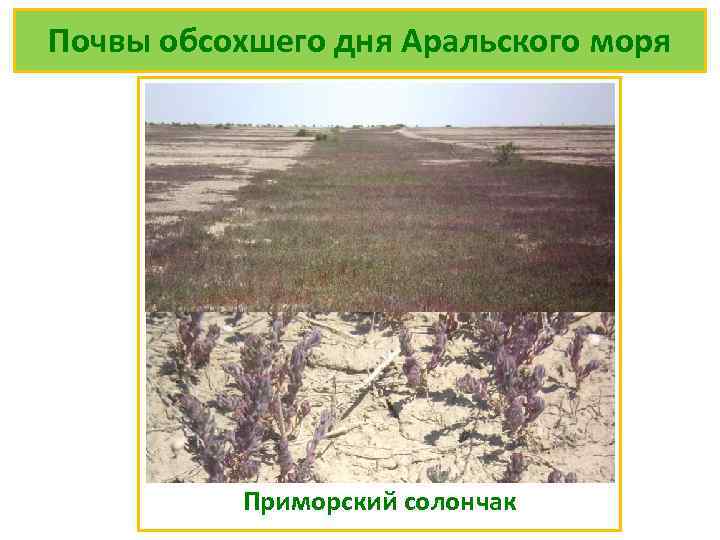 Почвы обсохшего дня Аральского моря Приморский солончак 