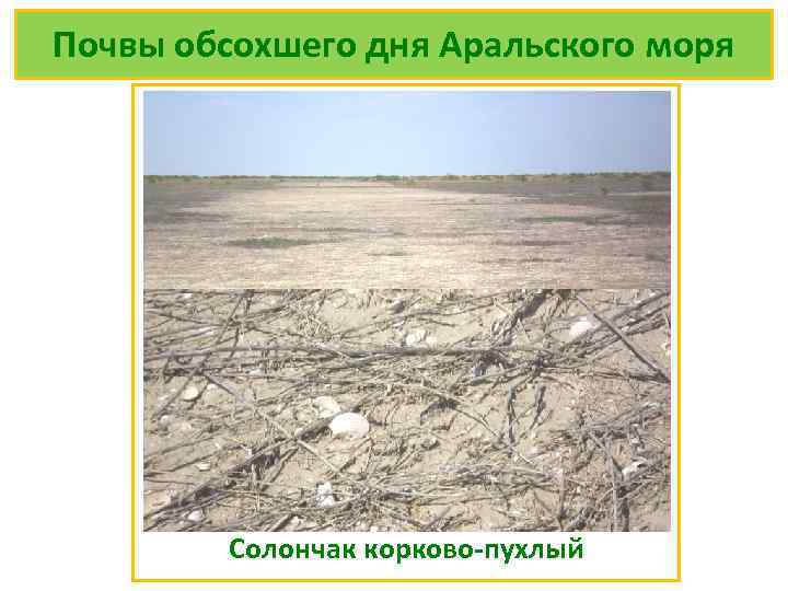 Почвы обсохшего дня Аральского моря Солончак корково-пухлый 