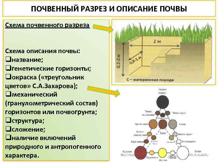 ПОЧВЕННЫЙ РАЗРЕЗ И ОПИСАНИЕ ПОЧВЫ Схема почвенного разреза Схема описания почвы: qназвание; qгенетические горизонты;