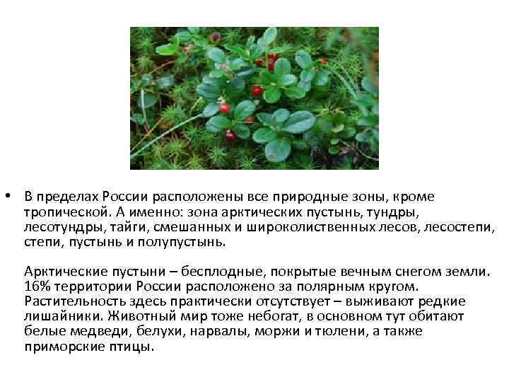  • В пределах России расположены все природные зоны, кроме тропической. А именно: зона