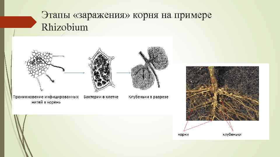 Этапы «заражения» корня на примере Rhizobium 