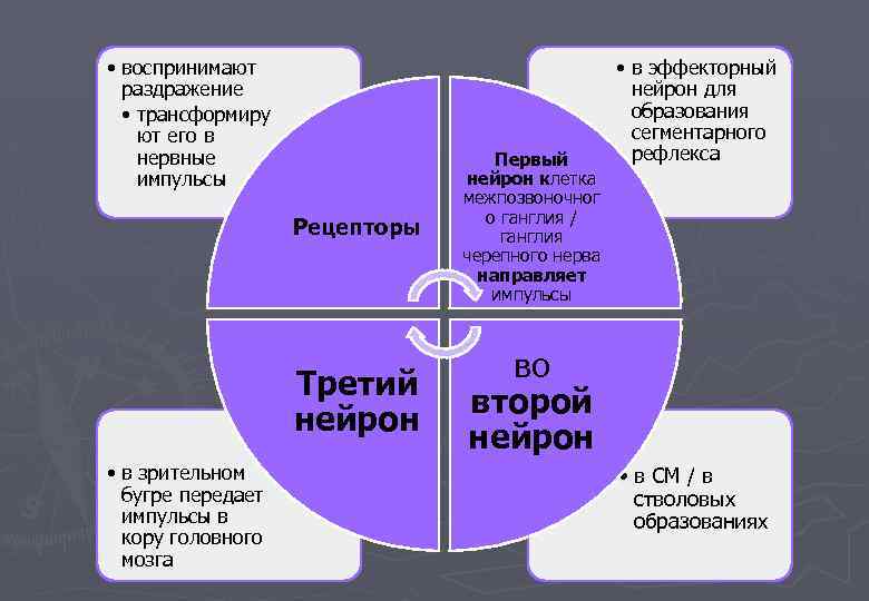  • воспринимают раздражение • трансформиру ют его в нервные импульсы Рецепторы Третий нейрон