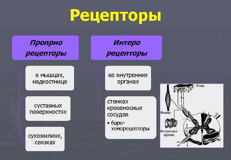 Рецепторы Проприо рецепторы Интеро рецепторы в мышцах, надкостнице во внутренних органах суставных поверхностях стенках