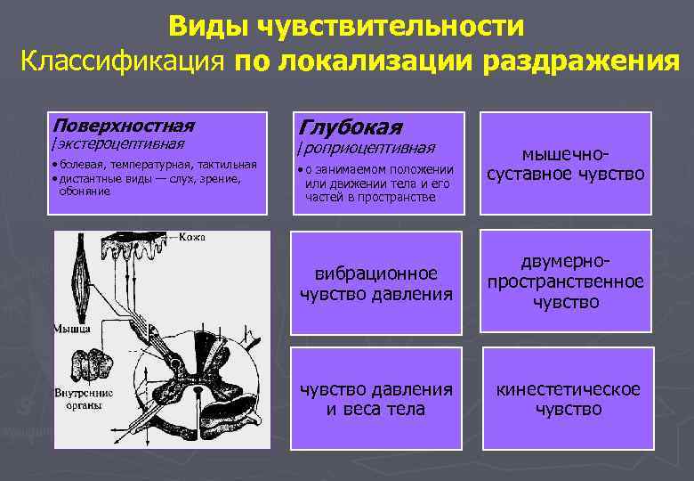 Виды чувствительности. Классификация видов чувствительности. Экстероцептивные виды чувствительности. Виды чувствительных элементов. Тактильная чувствительность локализация.