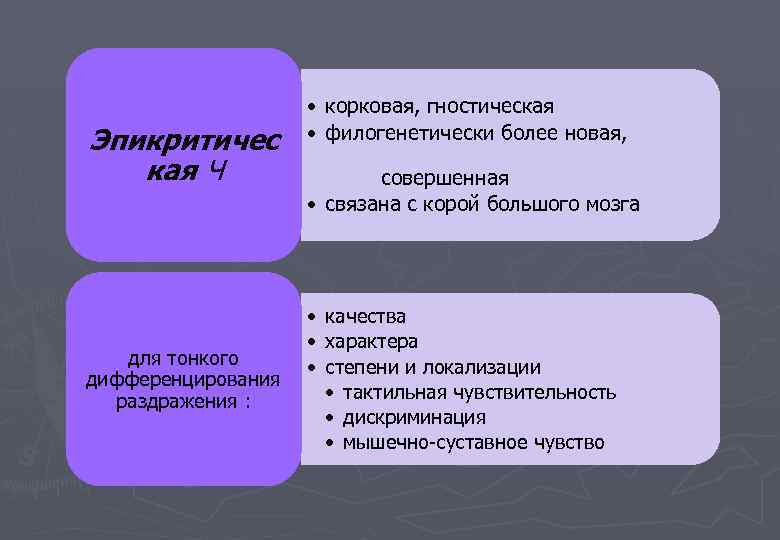 Эпикритичес кая Ч • корковая, гностическая • филогенетически более новая, совершенная • связана с