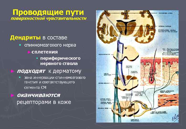 Поверхностные пути. Проводящие пути тактильной чувствительности схема. Проводящие пути кожной чувствительности схема. Проводящий путь поверхностной чувствительности схема. Схема проводящих путей поверхностной чувствительности.