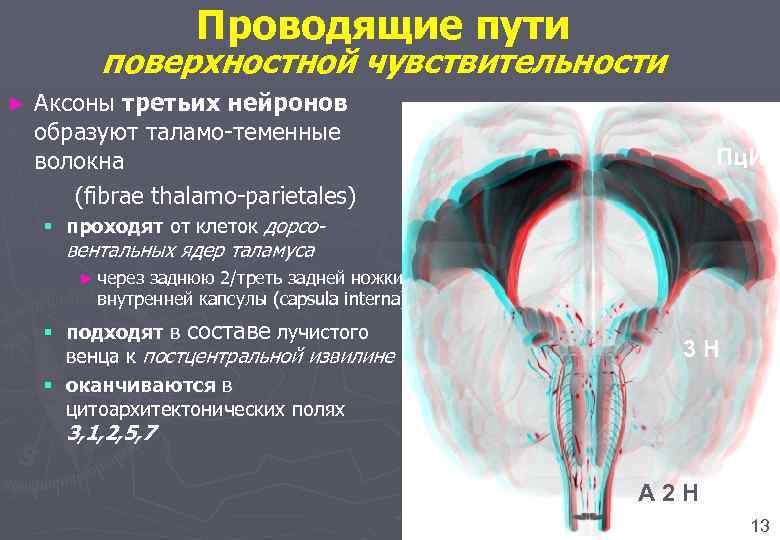 Проводящие пути поверхностной чувствительности Аксоны третьих нейронов образуют таламо-теменные волокна (fibrae thalamo-parietales) ► Пц.