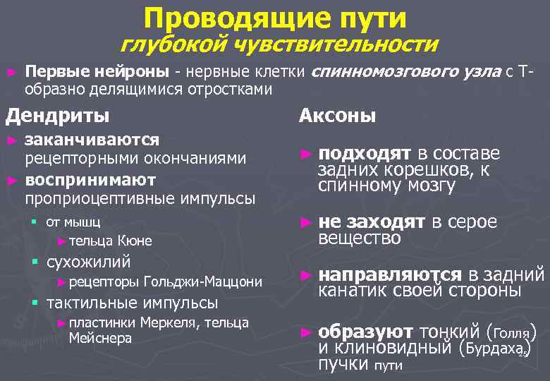 Проводящие пути глубокой чувствительности ► Первые нейроны - нервные клетки спинномозгового узла с Тобразно